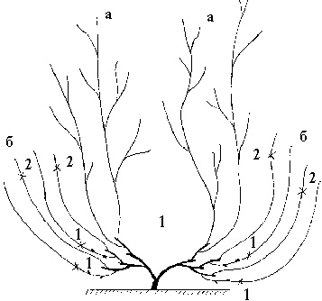 Иллюстрация к книге — Виноград вашего сада в средней полосе России [_68.jpg]