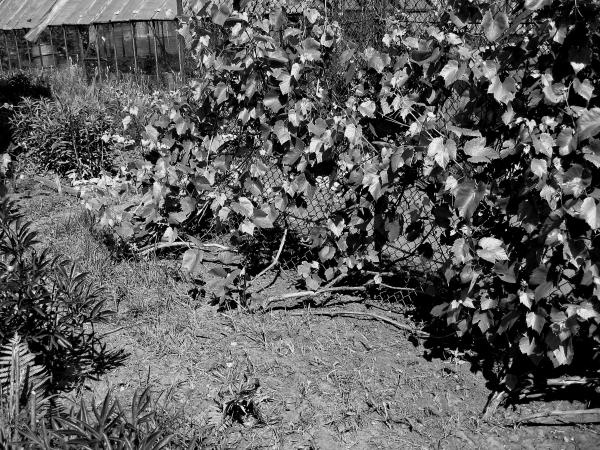 Иллюстрация к книге — Виноград вашего сада в средней полосе России [_69.jpg]