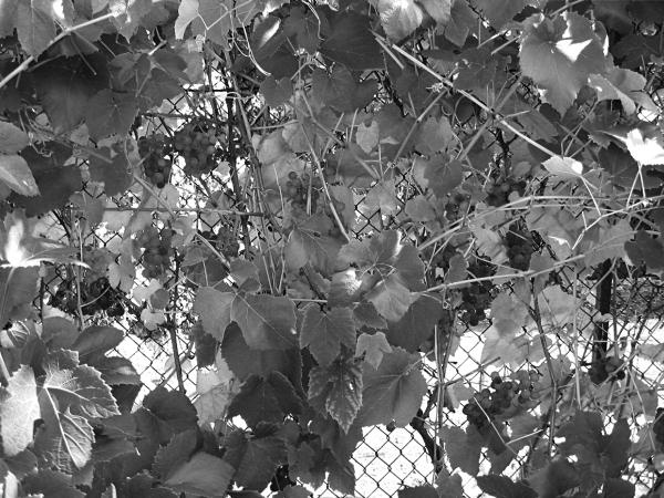 Иллюстрация к книге — Виноград вашего сада в средней полосе России [_70.jpg]