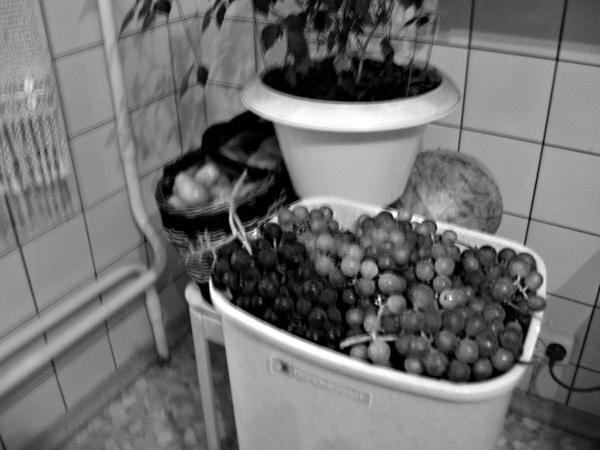 Иллюстрация к книге — Виноград вашего сада в средней полосе России [_71.jpg]