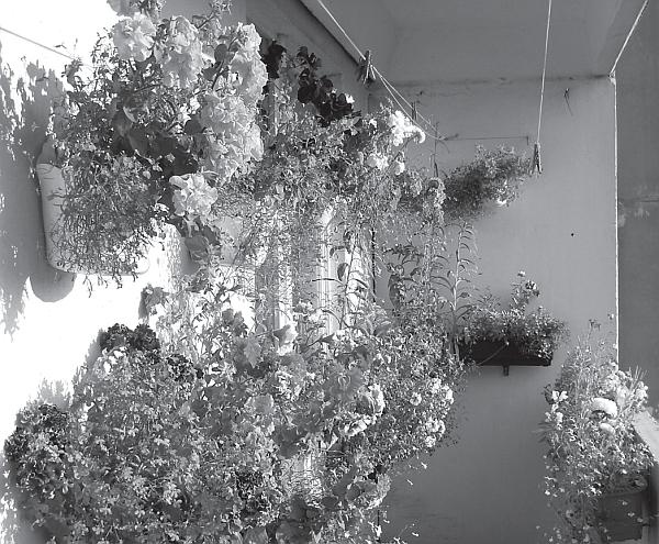 Иллюстрация к книге — Цветы. Лучше, чем у всех. Секреты, хитрости, подсказки умного садовода. Лунный календарь: самый удобный и полезный [autogen_ebook_id10.jpg]