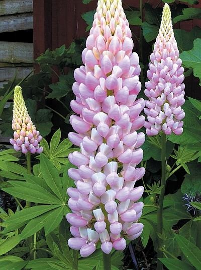 Иллюстрация к книге — Цветы. Лучше, чем у всех. Секреты, хитрости, подсказки умного садовода. Лунный календарь: самый удобный и полезный [autogen_ebook_id119.jpg]