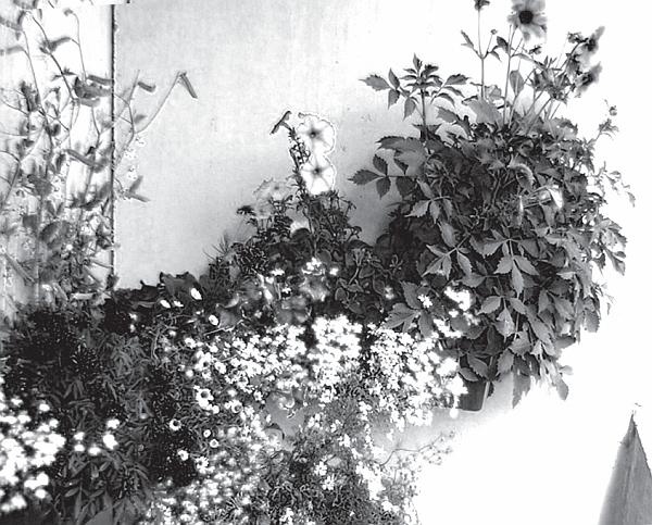 Иллюстрация к книге — Цветы. Лучше, чем у всех. Секреты, хитрости, подсказки умного садовода. Лунный календарь: самый удобный и полезный [autogen_ebook_id12.jpg]