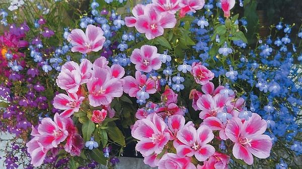 Иллюстрация к книге — Цветы. Лучше, чем у всех. Секреты, хитрости, подсказки умного садовода. Лунный календарь: самый удобный и полезный [autogen_ebook_id134.jpg]