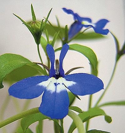 Иллюстрация к книге — Цветы. Лучше, чем у всех. Секреты, хитрости, подсказки умного садовода. Лунный календарь: самый удобный и полезный [autogen_ebook_id135.jpg]