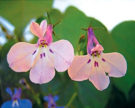 Иллюстрация к книге — Цветы. Лучше, чем у всех. Секреты, хитрости, подсказки умного садовода. Лунный календарь: самый удобный и полезный [autogen_ebook_id136.jpg]