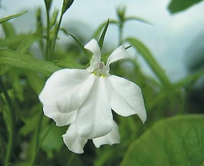 Иллюстрация к книге — Цветы. Лучше, чем у всех. Секреты, хитрости, подсказки умного садовода. Лунный календарь: самый удобный и полезный [autogen_ebook_id137.jpg]