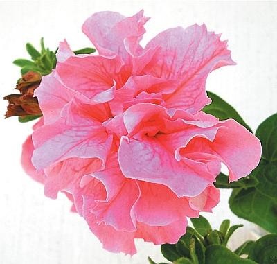 Иллюстрация к книге — Цветы. Лучше, чем у всех. Секреты, хитрости, подсказки умного садовода. Лунный календарь: самый удобный и полезный [autogen_ebook_id138.jpg]