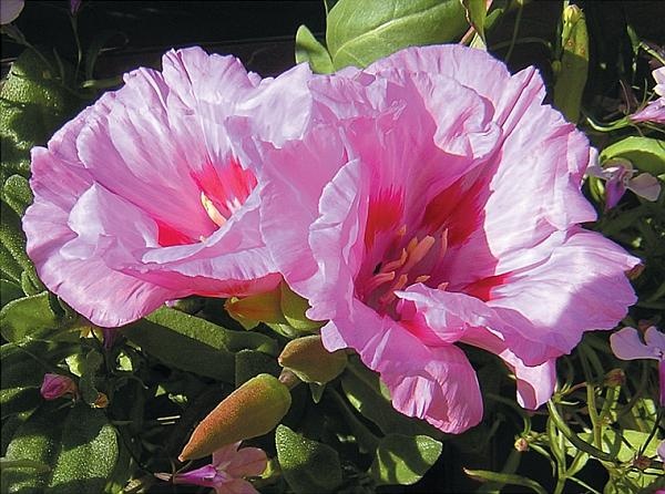 Иллюстрация к книге — Цветы. Лучше, чем у всех. Секреты, хитрости, подсказки умного садовода. Лунный календарь: самый удобный и полезный [autogen_ebook_id139.jpg]