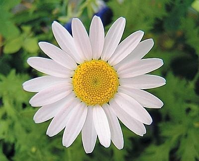 Иллюстрация к книге — Цветы. Лучше, чем у всех. Секреты, хитрости, подсказки умного садовода. Лунный календарь: самый удобный и полезный [autogen_ebook_id140.jpg]