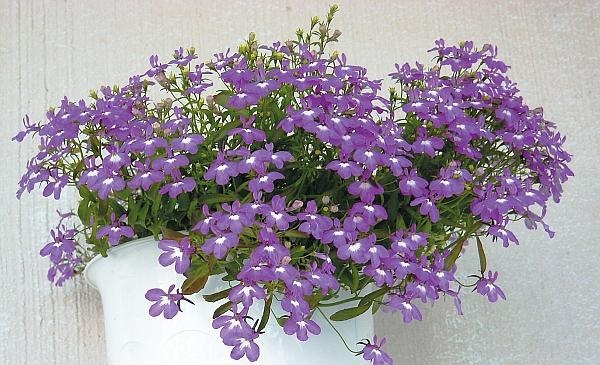 Иллюстрация к книге — Цветы. Лучше, чем у всех. Секреты, хитрости, подсказки умного садовода. Лунный календарь: самый удобный и полезный [autogen_ebook_id141.jpg]