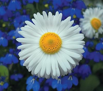 Иллюстрация к книге — Цветы. Лучше, чем у всех. Секреты, хитрости, подсказки умного садовода. Лунный календарь: самый удобный и полезный [autogen_ebook_id145.jpg]