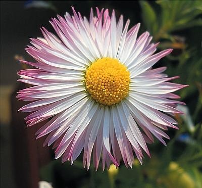 Иллюстрация к книге — Цветы. Лучше, чем у всех. Секреты, хитрости, подсказки умного садовода. Лунный календарь: самый удобный и полезный [autogen_ebook_id146.jpg]