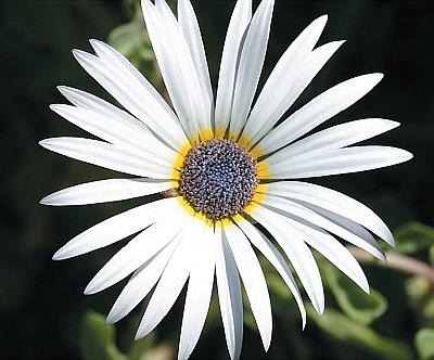 Иллюстрация к книге — Цветы. Лучше, чем у всех. Секреты, хитрости, подсказки умного садовода. Лунный календарь: самый удобный и полезный [autogen_ebook_id147.jpg]