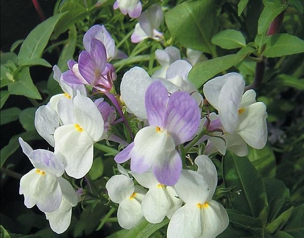 Иллюстрация к книге — Цветы. Лучше, чем у всех. Секреты, хитрости, подсказки умного садовода. Лунный календарь: самый удобный и полезный [autogen_ebook_id148.jpg]