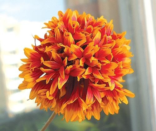 Иллюстрация к книге — Цветы. Лучше, чем у всех. Секреты, хитрости, подсказки умного садовода. Лунный календарь: самый удобный и полезный [autogen_ebook_id151.jpg]