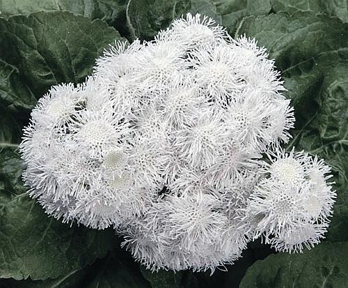 Иллюстрация к книге — Цветы. Лучше, чем у всех. Секреты, хитрости, подсказки умного садовода. Лунный календарь: самый удобный и полезный [autogen_ebook_id153.jpg]