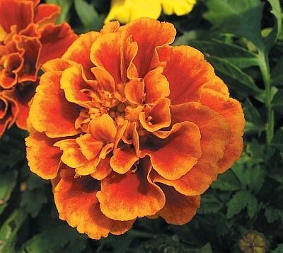 Иллюстрация к книге — Цветы. Лучше, чем у всех. Секреты, хитрости, подсказки умного садовода. Лунный календарь: самый удобный и полезный [autogen_ebook_id155.jpg]