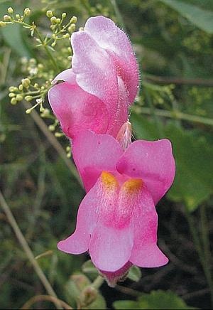 Иллюстрация к книге — Цветы. Лучше, чем у всех. Секреты, хитрости, подсказки умного садовода. Лунный календарь: самый удобный и полезный [autogen_ebook_id156.jpg]