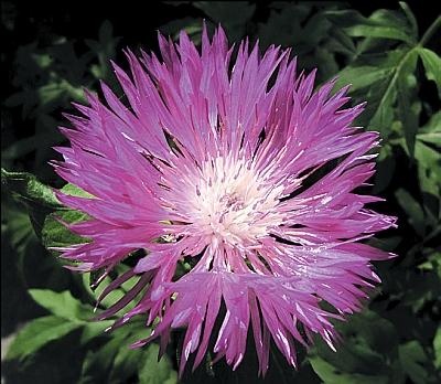 Иллюстрация к книге — Цветы. Лучше, чем у всех. Секреты, хитрости, подсказки умного садовода. Лунный календарь: самый удобный и полезный [autogen_ebook_id159.jpg]