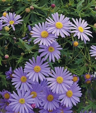 Иллюстрация к книге — Цветы. Лучше, чем у всех. Секреты, хитрости, подсказки умного садовода. Лунный календарь: самый удобный и полезный [autogen_ebook_id161.jpg]