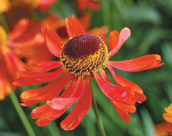 Иллюстрация к книге — Цветы. Лучше, чем у всех. Секреты, хитрости, подсказки умного садовода. Лунный календарь: самый удобный и полезный [autogen_ebook_id162.jpg]