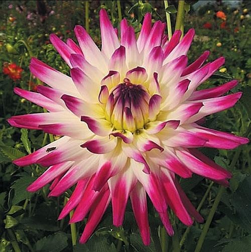 Иллюстрация к книге — Цветы. Лучше, чем у всех. Секреты, хитрости, подсказки умного садовода. Лунный календарь: самый удобный и полезный [autogen_ebook_id163.jpg]