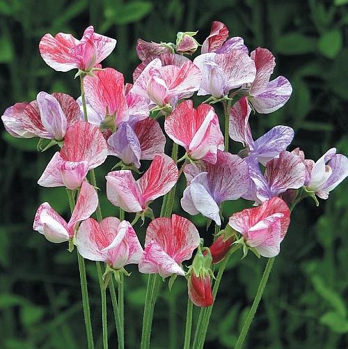 Иллюстрация к книге — Цветы. Лучше, чем у всех. Секреты, хитрости, подсказки умного садовода. Лунный календарь: самый удобный и полезный [autogen_ebook_id164.jpg]