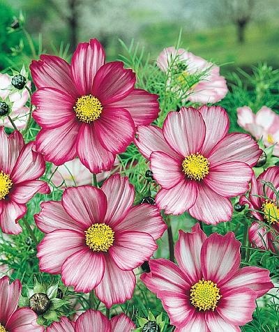 Иллюстрация к книге — Цветы. Лучше, чем у всех. Секреты, хитрости, подсказки умного садовода. Лунный календарь: самый удобный и полезный [autogen_ebook_id167.jpg]