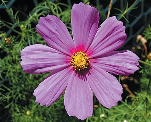 Иллюстрация к книге — Цветы. Лучше, чем у всех. Секреты, хитрости, подсказки умного садовода. Лунный календарь: самый удобный и полезный [autogen_ebook_id168.jpg]