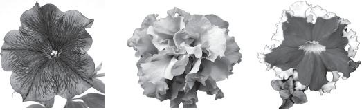 Иллюстрация к книге — Цветы. Лучше, чем у всех. Секреты, хитрости, подсказки умного садовода. Лунный календарь: самый удобный и полезный [autogen_ebook_id17.jpg]