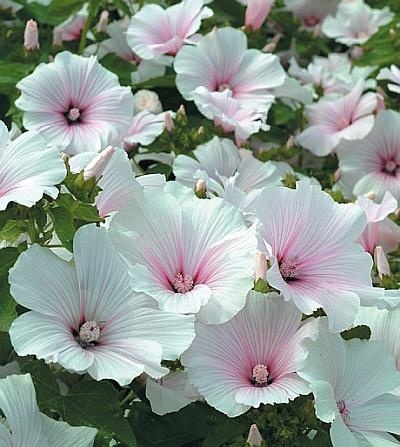 Иллюстрация к книге — Цветы. Лучше, чем у всех. Секреты, хитрости, подсказки умного садовода. Лунный календарь: самый удобный и полезный [autogen_ebook_id171.jpg]