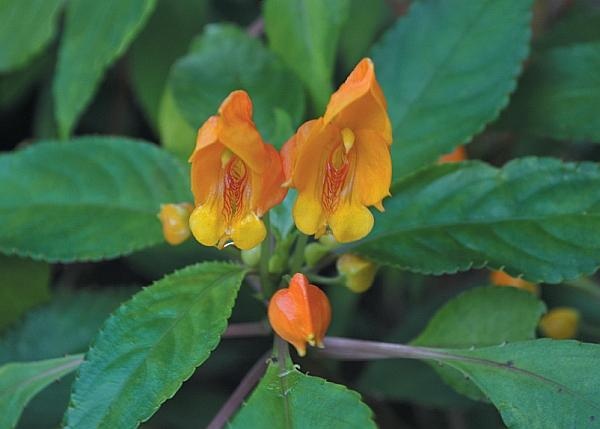 Иллюстрация к книге — Цветы. Лучше, чем у всех. Секреты, хитрости, подсказки умного садовода. Лунный календарь: самый удобный и полезный [autogen_ebook_id173.jpg]