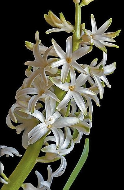 Иллюстрация к книге — Цветы. Лучше, чем у всех. Секреты, хитрости, подсказки умного садовода. Лунный календарь: самый удобный и полезный [autogen_ebook_id176.jpg]