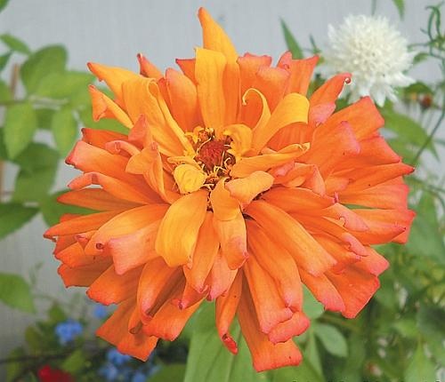 Иллюстрация к книге — Цветы. Лучше, чем у всех. Секреты, хитрости, подсказки умного садовода. Лунный календарь: самый удобный и полезный [autogen_ebook_id178.jpg]