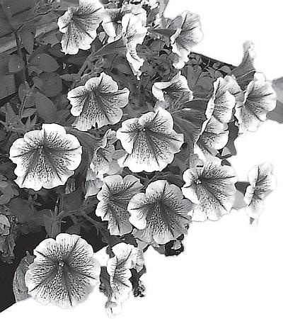 Иллюстрация к книге — Цветы. Лучше, чем у всех. Секреты, хитрости, подсказки умного садовода. Лунный календарь: самый удобный и полезный [autogen_ebook_id18.jpg]