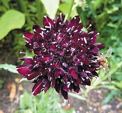 Иллюстрация к книге — Цветы. Лучше, чем у всех. Секреты, хитрости, подсказки умного садовода. Лунный календарь: самый удобный и полезный [autogen_ebook_id181.jpg]