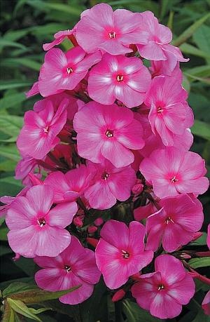 Иллюстрация к книге — Цветы. Лучше, чем у всех. Секреты, хитрости, подсказки умного садовода. Лунный календарь: самый удобный и полезный [autogen_ebook_id183.jpg]