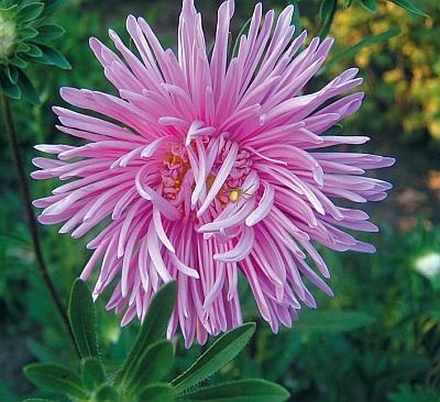 Иллюстрация к книге — Цветы. Лучше, чем у всех. Секреты, хитрости, подсказки умного садовода. Лунный календарь: самый удобный и полезный [autogen_ebook_id188.jpg]