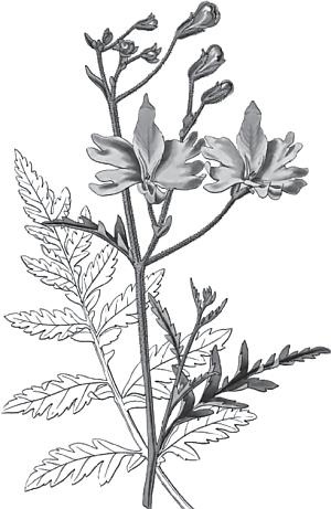 Иллюстрация к книге — Цветы. Лучше, чем у всех. Секреты, хитрости, подсказки умного садовода. Лунный календарь: самый удобный и полезный [autogen_ebook_id21.jpg]