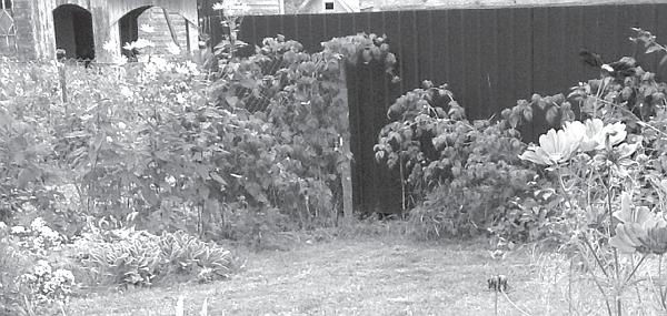 Иллюстрация к книге — Цветы. Лучше, чем у всех. Секреты, хитрости, подсказки умного садовода. Лунный календарь: самый удобный и полезный [autogen_ebook_id25.jpg]