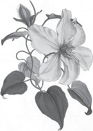 Иллюстрация к книге — Цветы. Лучше, чем у всех. Секреты, хитрости, подсказки умного садовода. Лунный календарь: самый удобный и полезный [autogen_ebook_id27.jpg]