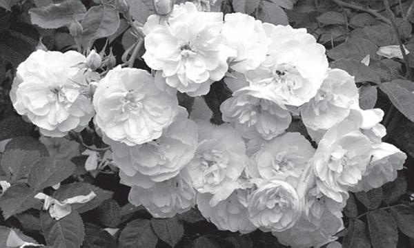 Иллюстрация к книге — Цветы. Лучше, чем у всех. Секреты, хитрости, подсказки умного садовода. Лунный календарь: самый удобный и полезный [autogen_ebook_id28.jpg]