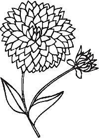 Иллюстрация к книге — Цветы. Лучше, чем у всех. Секреты, хитрости, подсказки умного садовода. Лунный календарь: самый удобный и полезный [autogen_ebook_id29.jpg]