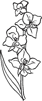 Иллюстрация к книге — Цветы. Лучше, чем у всех. Секреты, хитрости, подсказки умного садовода. Лунный календарь: самый удобный и полезный [autogen_ebook_id30.jpg]