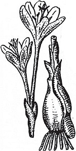 Иллюстрация к книге — Цветы. Лучше, чем у всех. Секреты, хитрости, подсказки умного садовода. Лунный календарь: самый удобный и полезный [autogen_ebook_id35.jpg]