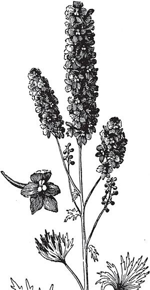 Иллюстрация к книге — Цветы. Лучше, чем у всех. Секреты, хитрости, подсказки умного садовода. Лунный календарь: самый удобный и полезный [autogen_ebook_id40.jpg]