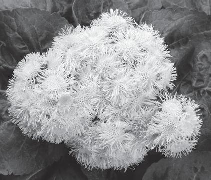 Иллюстрация к книге — Цветы. Лучше, чем у всех. Секреты, хитрости, подсказки умного садовода. Лунный календарь: самый удобный и полезный [autogen_ebook_id48.jpg]