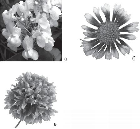 Иллюстрация к книге — Цветы. Лучше, чем у всех. Секреты, хитрости, подсказки умного садовода. Лунный календарь: самый удобный и полезный [autogen_ebook_id49.jpg]