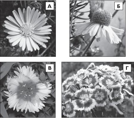 Иллюстрация к книге — Цветы. Лучше, чем у всех. Секреты, хитрости, подсказки умного садовода. Лунный календарь: самый удобный и полезный [autogen_ebook_id50.jpg]